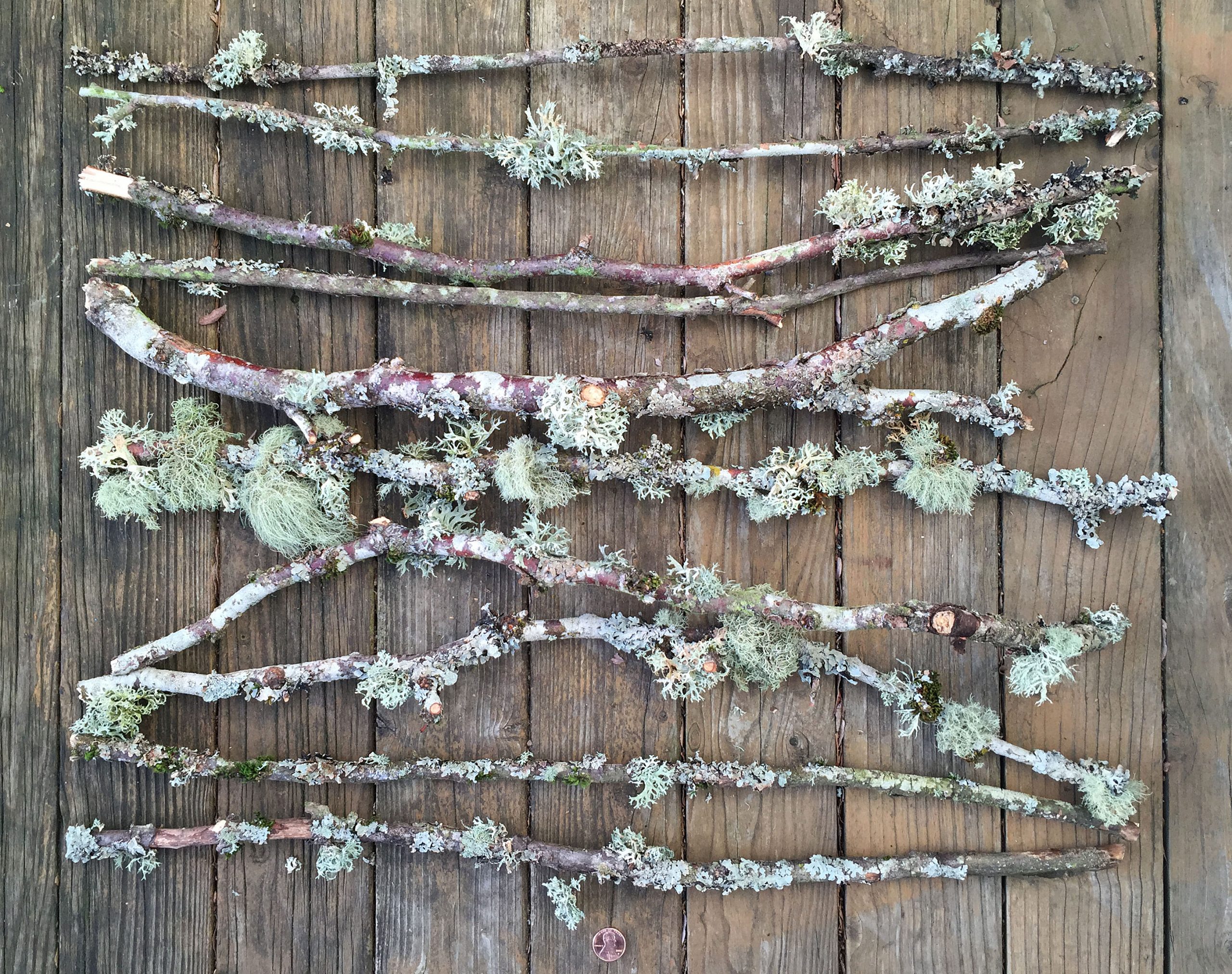 Vibrate each Momentum Lichen and Moss Extra Long Wood Branches for Arts, Crafts, Home Decor,  Critter Habitat | Action Craftworks LLC